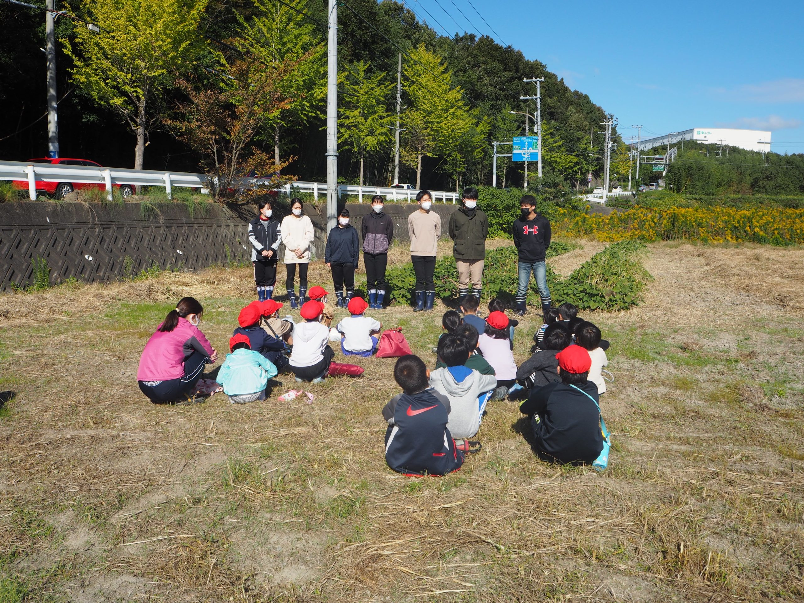 太山寺小学校でサツマイモの収穫作業を行いました